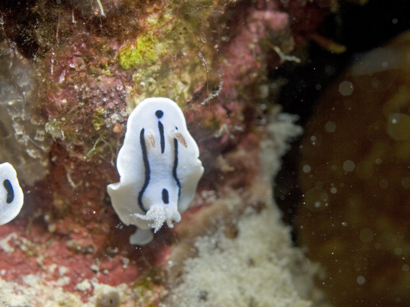 Nudibranch, Sibuan
